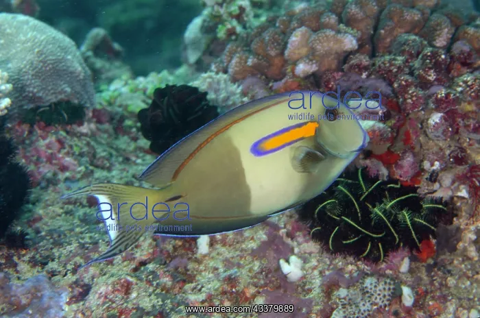 : Orangeband Surgeonfish : Orangeband Surgeonfish
