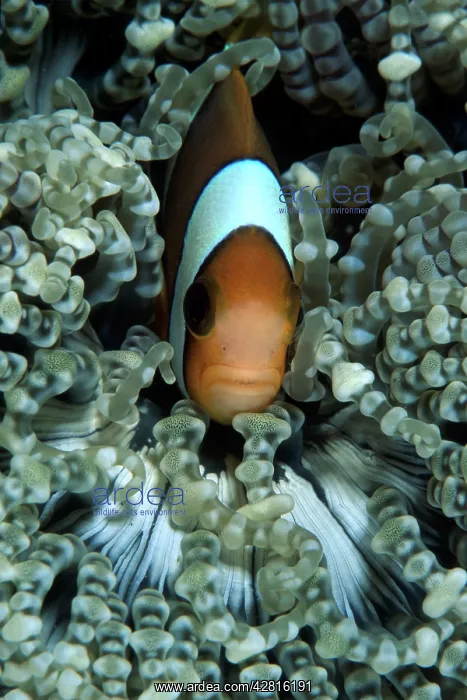 : Orangefin anemonefish, Amphiprion chrysopterus, Walindi, Wes : Orangefin anemonefish, Amphiprion chrysopterus, Walindi, Wes
