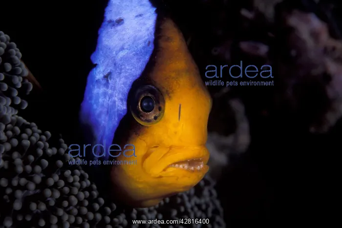 : Orangefin anemonefish, Amphiprion chrysopterus, Walindi, Wes : Orangefin anemonefish, Amphiprion chrysopterus, Walindi, Wes