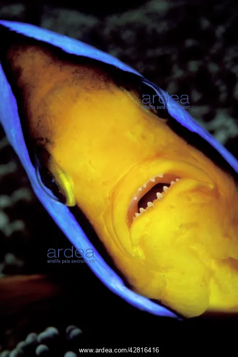 : Orangefin anemonefish, Amphiprion chrysopterus, Walindi, Wes : Orangefin anemonefish, Amphiprion chrysopterus, Walindi, Wes