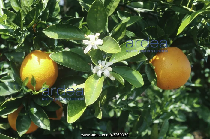 : Oranges and blossoms on tree : Oranges and blossoms on tree