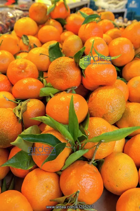 : Oranges for sale at outdoor market, Bamberg : Oranges for sale at outdoor market, Bamberg