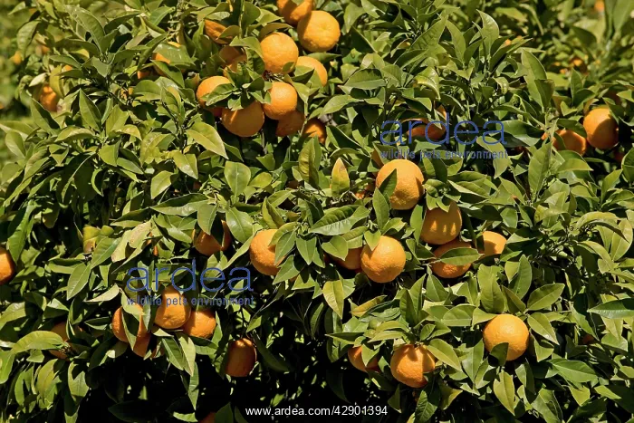  : Oranges - on tree