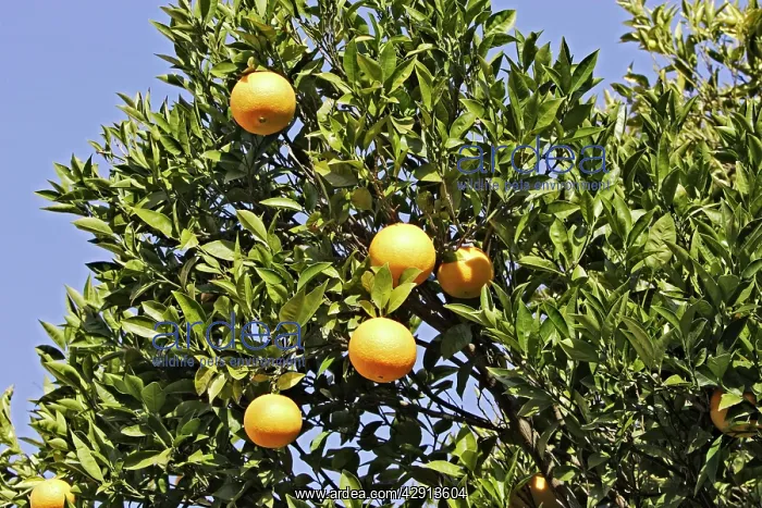  : Oranges - on tree