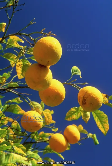 : ORANGES - ON TREE WITH LEAVES : ORANGES - ON TREE WITH LEAVES