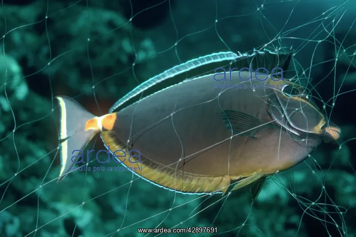 : Orangespine SURGEONFISH / Unicornfish / Lipstick : Orangespine SURGEONFISH / Unicornfish / Lipstick