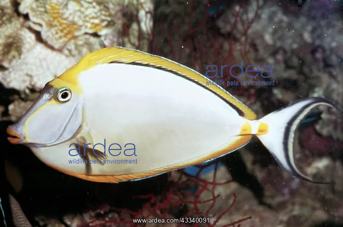 : Orangespine Unicorn / Surgeonfish / Tang Fish : Orangespine Unicorn / Surgeonfish / Tang Fish