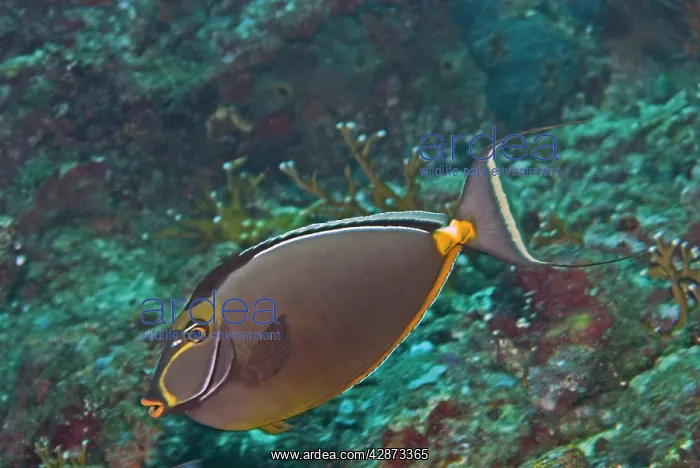 : Orangespine Unicornfish : Orangespine Unicornfish