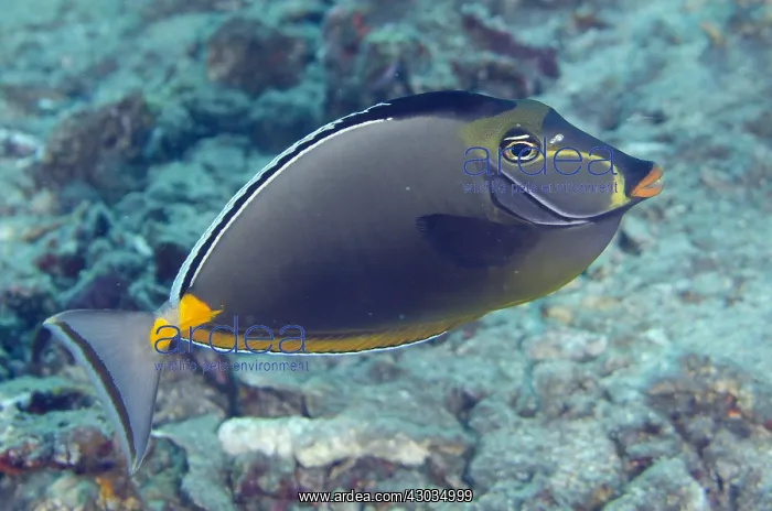 : Orangespine Unicornfish - Jemeluk Bay Wall dive : Orangespine Unicornfish - Jemeluk Bay Wall dive