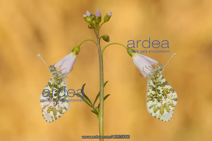 : Orangetip(Antocharis cardamines) on Cuckoo-flow : Orangetip(Antocharis cardamines) on Cuckoo-flow