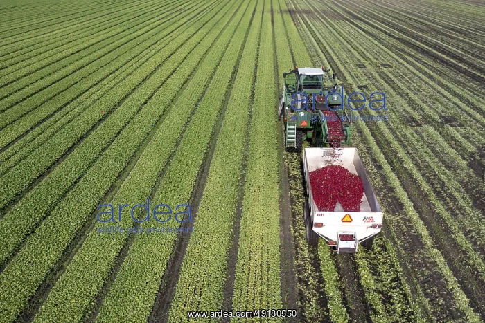 : Orangeville, Michigan - Radishes are harvested on a farm in western Michigan : Orangeville, Michigan - Radishes are harvested on a farm in western Michigan