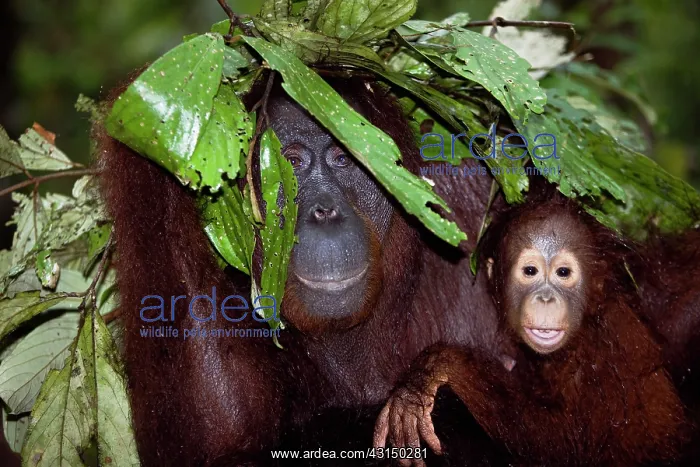 : Orangutan. A mother orangutan with her young : Orangutan. A mother orangutan with her young