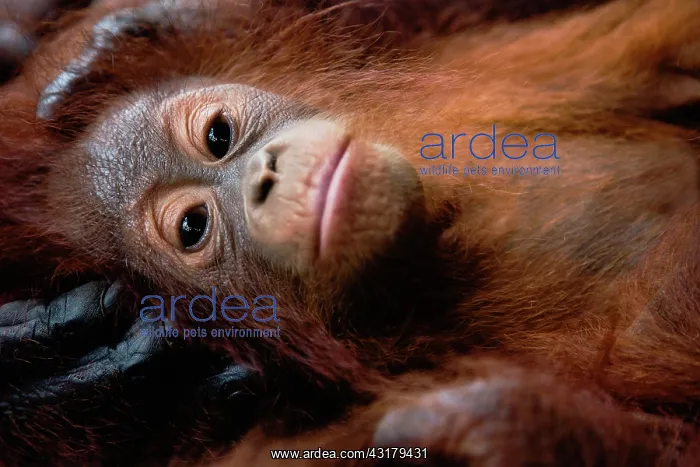 : Orangutan. An infant orangutan ( Pongo pygmaeus ) close-up as he lays in : Orangutan. An infant orangutan ( Pongo pygmaeus ) close-up as he lays in