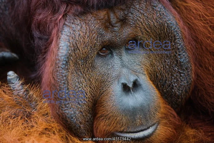 : Orangutan. A close-up of a dominant male orangutan : Orangutan. A close-up of a dominant male orangutan