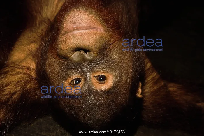 : Orangutan. View looking down at a juvenile orangutan : Orangutan. View looking down at a juvenile orangutan