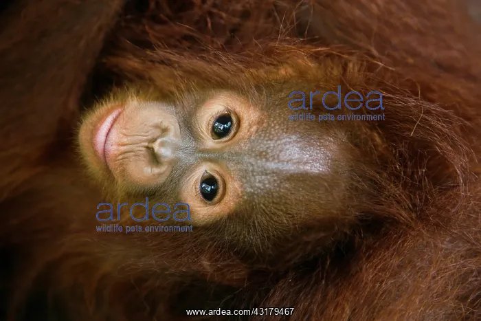 : Orangutan. An infant Orangutan (Pongo pygmaeus) lays on its mother's lap : Orangutan. An infant Orangutan (Pongo pygmaeus) lays on its mother's lap