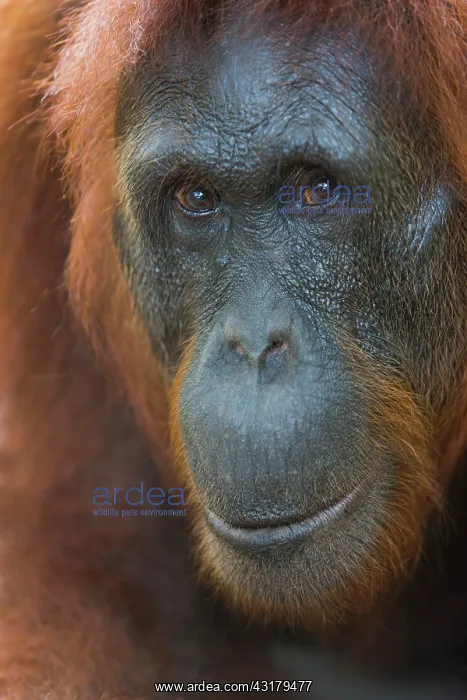 : Orangutan. A portrait with direct eye contact of a female Orangutan (Pongo pygmaeus) : Orangutan. A portrait with direct eye contact of a female Orangutan (Pongo pygmaeus)