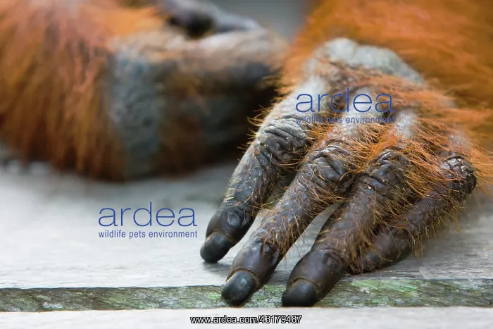 : Orangutan. A close-up of an Orangutan hand and fingers (Pongo pygmaeus) : Orangutan. A close-up of an Orangutan hand and fingers (Pongo pygmaeus)