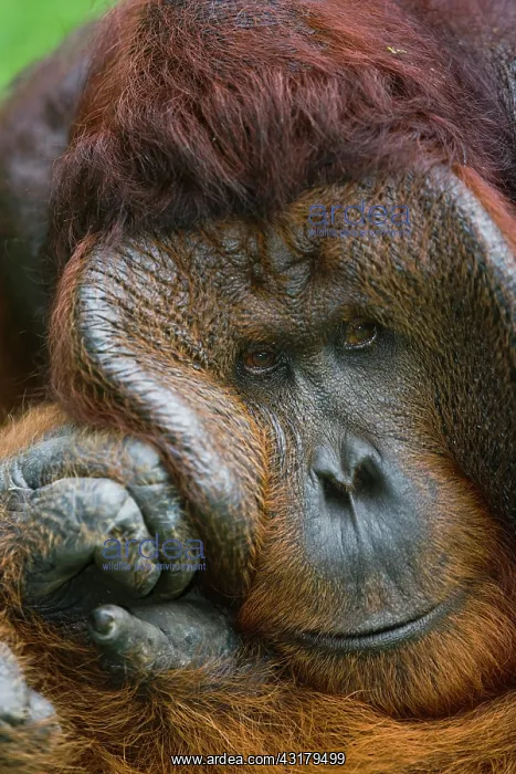: Orangutan. A portrait of a dominant male Orangutan (Pongo pygmaeus) : Orangutan. A portrait of a dominant male Orangutan (Pongo pygmaeus)