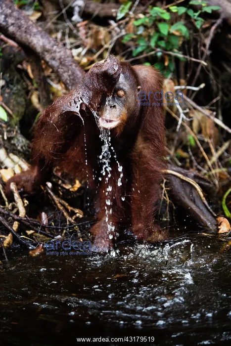 : Orangutan. A juvenile orangutan ( Pongo pygmaeus ) using his hand to cup water : Orangutan. A juvenile orangutan ( Pongo pygmaeus ) using his hand to cup water