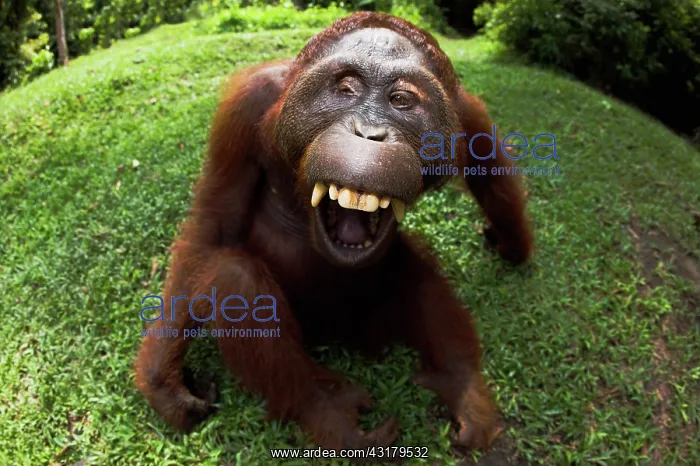 : Orangutan. A male Orangutan (Pongo pygmaeus) shows his teeth : Orangutan. A male Orangutan (Pongo pygmaeus) shows his teeth