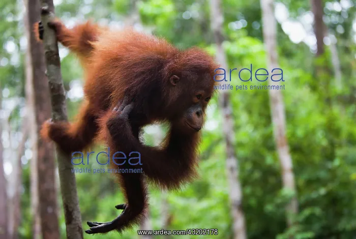 : Orangutan. A juvenile orangutan ( Pongo pygmaeus ) reaches : Orangutan. A juvenile orangutan ( Pongo pygmaeus ) reaches