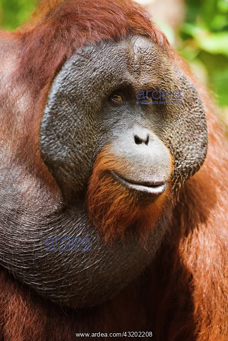 : Orangutan. A close-up of the side view of a dominant male orangutan : Orangutan. A close-up of the side view of a dominant male orangutan