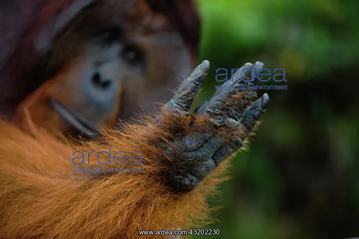: Orangutan. A close-up of a dominant male orangutan hand : Orangutan. A close-up of a dominant male orangutan hand
