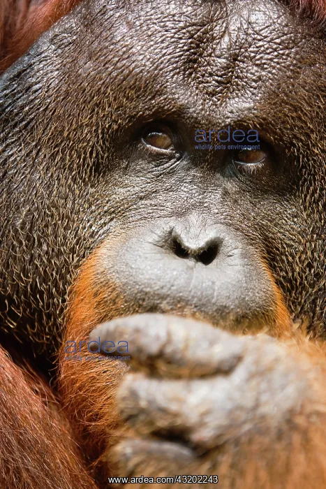 : Orangutan. A close-up of a dominant male orangutan : Orangutan. A close-up of a dominant male orangutan