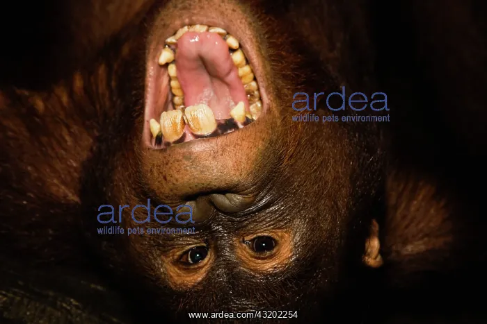 : Orangutan. View looking down at a juvenile orangutan : Orangutan. View looking down at a juvenile orangutan