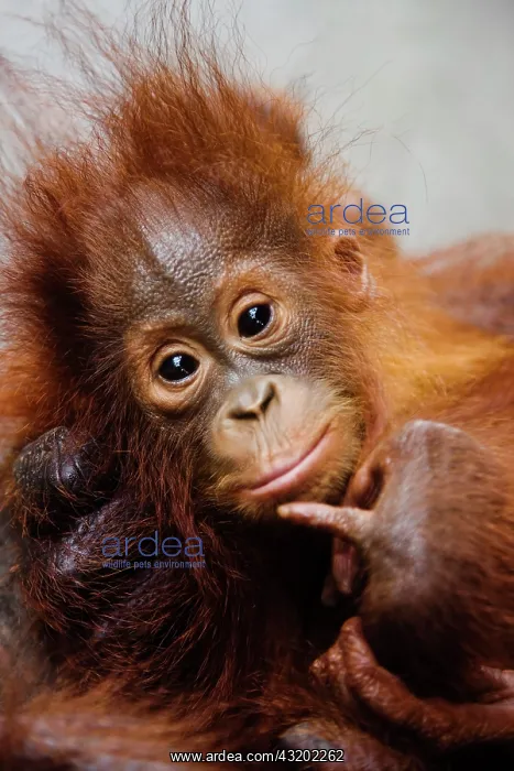 : Orangutan. An infant orangutan ( Pongo pygmaeus ) close-up as he lays in : Orangutan. An infant orangutan ( Pongo pygmaeus ) close-up as he lays in