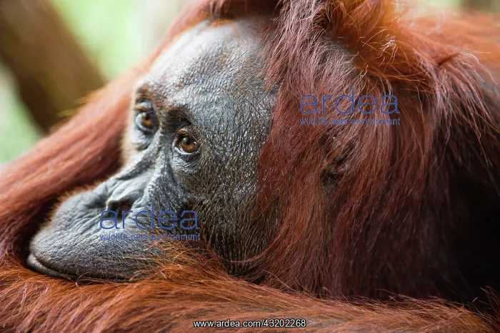 : Orangutan. Close up portrait of resting Orangutan (Pongo pygmaeus) : Orangutan. Close up portrait of resting Orangutan (Pongo pygmaeus)