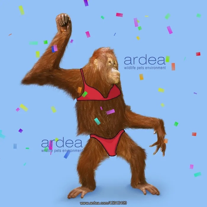 : Orangutan in bikini - Pongo pygmaeus. Digital manipulation : Orangutan in bikini - Pongo pygmaeus. Digital manipulation