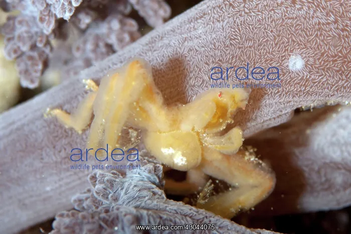  : Orangutan Crab