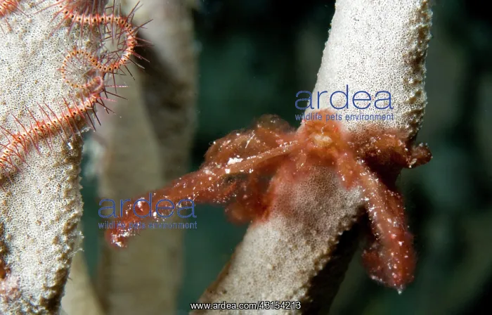 : Orangutan Crab : Orangutan Crab