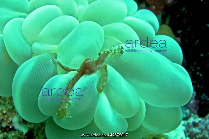 : Orangutan Crab - by Bubble Coral - The long hairs : Orangutan Crab - by Bubble Coral - The long hairs