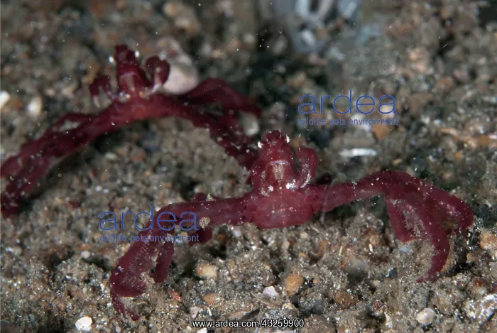 : Orangutan Crab pair on black sand : Orangutan Crab pair on black sand