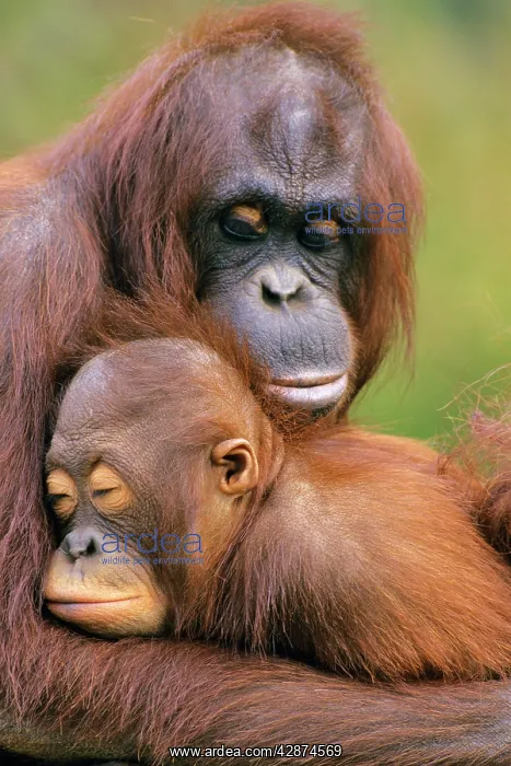 : Orangutan - mother with young : Orangutan - mother with young