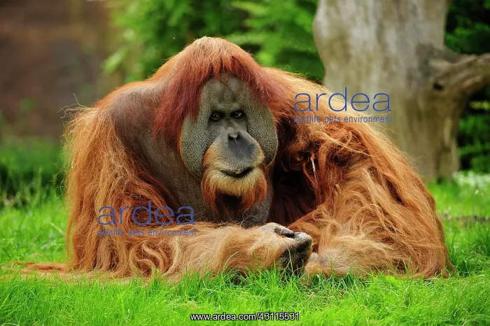: Orangutan (Pongo), male sitting in the grass, captive : Orangutan (Pongo), male sitting in the grass, captive