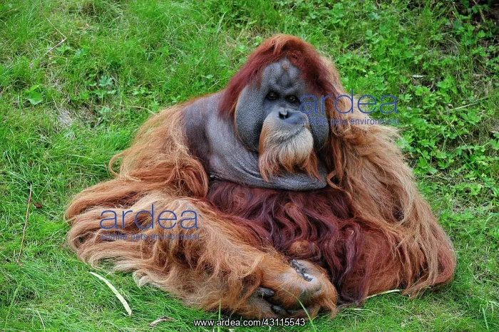 : Orangutan (Pongo), male sitting in the grass, captive : Orangutan (Pongo), male sitting in the grass, captive