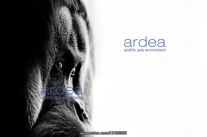 : Orangutan (Pongo), profile, black-and-white : Orangutan (Pongo), profile, black-and-white