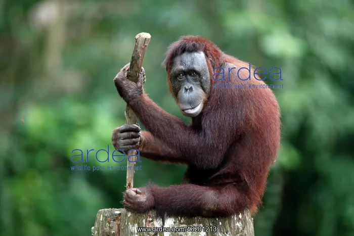 : Orangutan (Pongo pygmaeus), adult, in captivity : Orangutan (Pongo pygmaeus), adult, in captivity