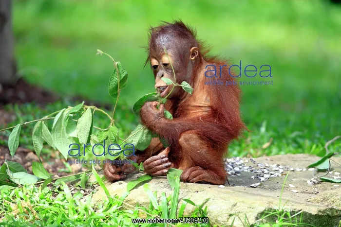  : Orangutan (Pongo pygmaeus), eating young, Singapore