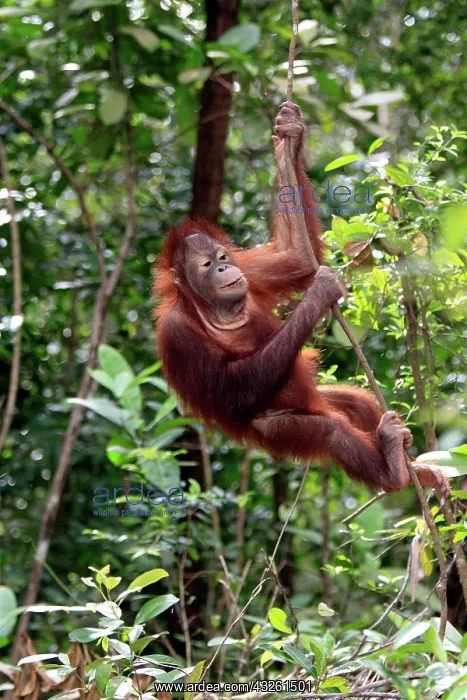  : Orangutan (Pongo pygmaeus), half-grown juvenile