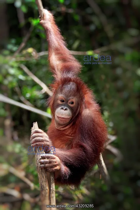 : Orangutan (Pongo pygmaeus), half-grown young climbing : Orangutan (Pongo pygmaeus), half-grown young climbing