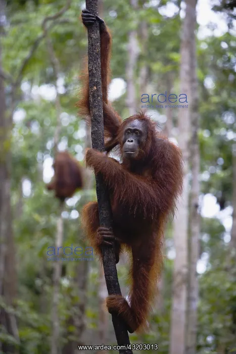 : An orangutan (Pongo pygmaeus) hanging in a tree : An orangutan (Pongo pygmaeus) hanging in a tree