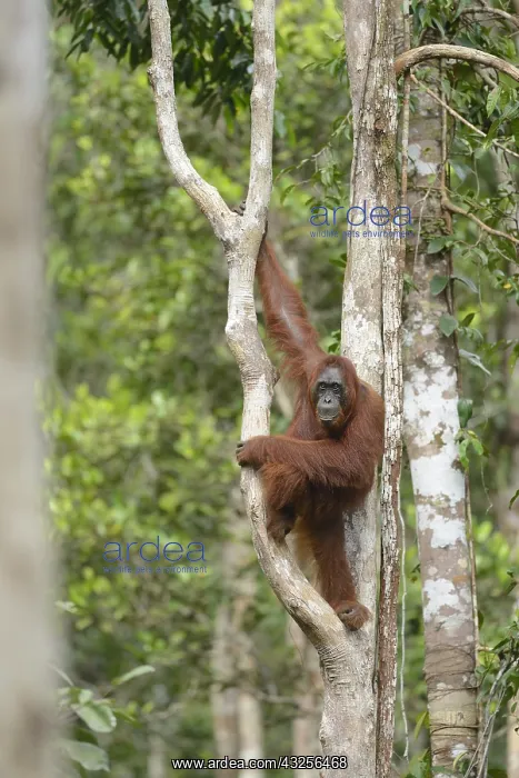: Orangutan ( Pongo pygmaeus) hanging in a tree : Orangutan ( Pongo pygmaeus) hanging in a tree