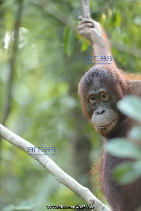 : Orangutan (Pongo pygmaeus) hanging in a tree, I : Orangutan (Pongo pygmaeus) hanging in a tree, I