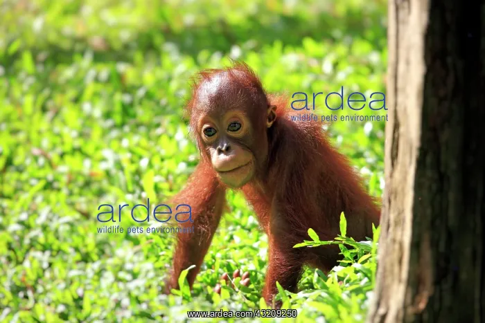 : Orangutan (Pongo pygmaeus), young, Singapore, Asia : Orangutan (Pongo pygmaeus), young, Singapore, Asia