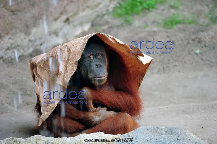 : Orangutan (Pongo), sits on the floor with paper : Orangutan (Pongo), sits on the floor with paper